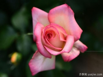 冬季如何養(yǎng)月季花？上肥澆水修剪清園
