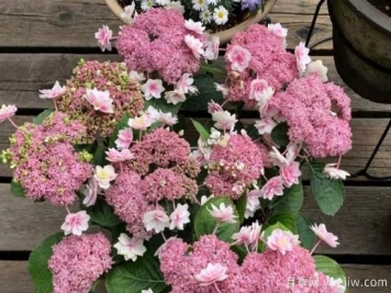 盆栽繡球花注意這6個(gè)要素，年年復(fù)花，比月季少患病