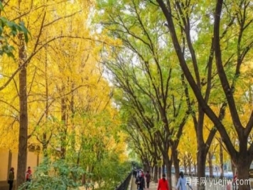 為什么果樹不適合當(dāng)行道樹？