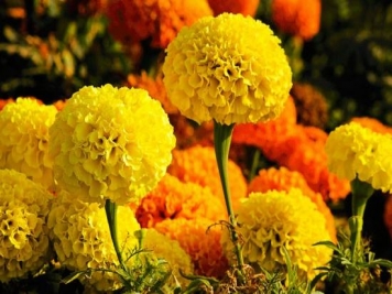 100種常見花卉的栽培大全，送給愛養(yǎng)花的你