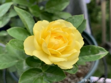 金絲雀，黃花月季中的王中王，美麗漂亮常年開花不停歇