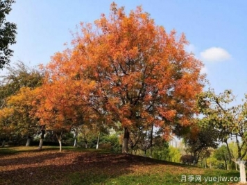 黃連木適合什么地區(qū)種植，北方可以種植嗎？