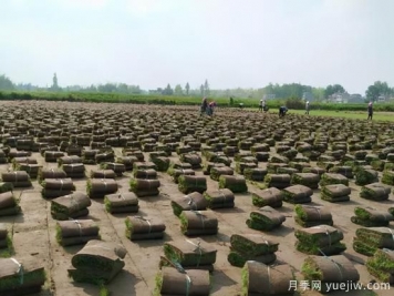 草坪，2021年上半年當(dāng)之無愧的行情之王