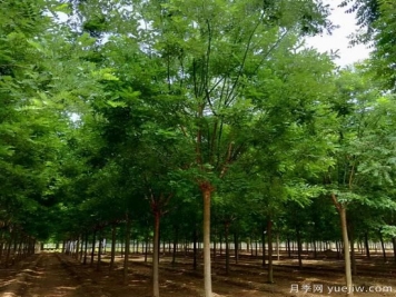 鄉(xiāng)土樹種為什么火？