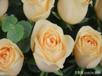 香檳色玫瑰花代表什么寓意意思？鐘情又優(yōu)雅