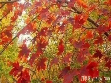 深度分析彩葉樹種的種類、配置原則和應(yīng)用