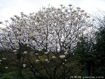 玉蘭三姐妹：中土原生白與紫，北美舶來洋玉蘭