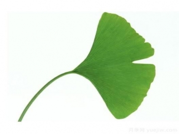 如何辨別銀杏雌雄植株？
