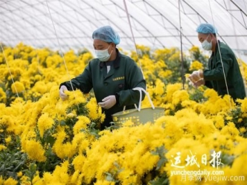 運城夏縣金絲皇菊喜獲豐收