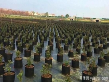 育苗容器影響苗木生長嗎？應(yīng)該如何選擇容器苗？