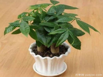 發(fā)財樹最容易養(yǎng)死的幾大原因，避開才能養(yǎng)的好！