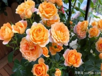 開花機器果汁陽臺月季，冬日盆栽做到開花旺盛