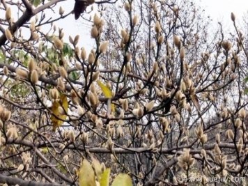 南陽(yáng)南召：辛夷產(chǎn)業(yè)鋪就皇后鄉(xiāng)農(nóng)民生態(tài)致富路