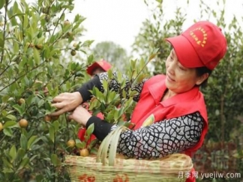 光山油茶果：從種得好到賣得好，怎么做到的