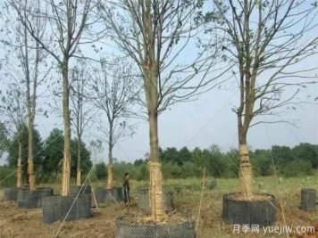 容器苗與傳統(tǒng)的大地育苗相比，優(yōu)點顯而易見