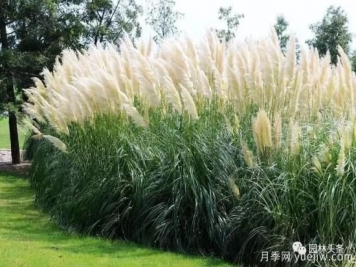 又美又耐寒，適合北方的14個(gè)觀賞草種類推薦