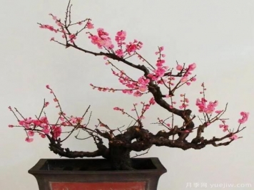 盆栽梅花怎樣施肥與澆水？梅花常見蟲害的防治