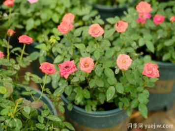 月季花苗什么時(shí)候移栽？月季花苗移栽注意事項(xiàng)