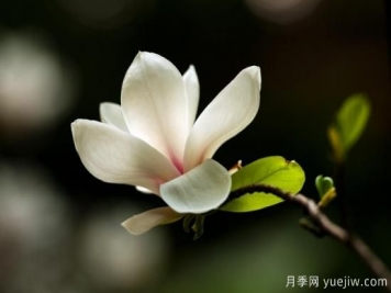 廣玉蘭的養(yǎng)護(hù)過程都需要注意哪些問題？