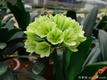 君子蘭黃葉的3個(gè)原因，如何恢復(fù)油綠挺拔輕松開花