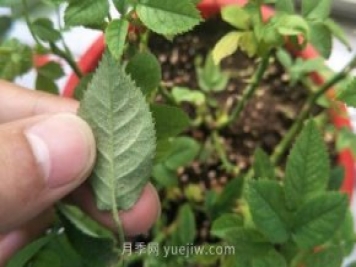 月季紅蜘蛛用什么藥最有效，怎么防治
