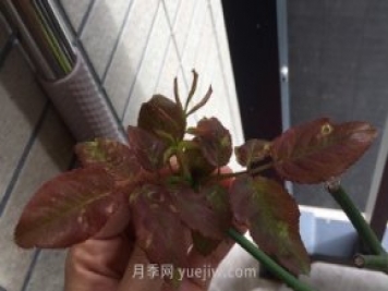 月季薊馬是什么，對(duì)人體有害嗎
