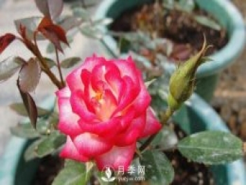 你的盆栽月季是不是又焉了。來(lái)看盆栽月季養(yǎng)殖的注意事項(xiàng)