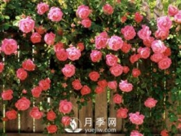 美麗鄉(xiāng)村種下玫瑰 開(kāi)出致富花