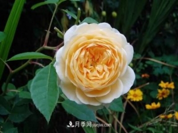 月季花這樣養(yǎng)，記住這些訣竅，開(kāi)花紅艷艷