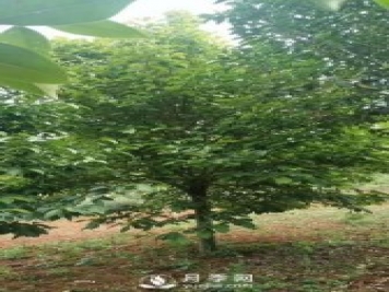 大葉女貞的養(yǎng)護(hù)管理 三部曲