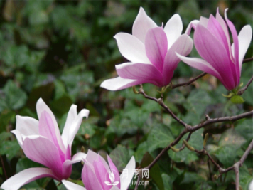 紅玉蘭的樹(shù)種植養(yǎng)護(hù)方法是什么呢？