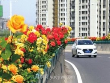 打造市花月季花海！鄭州要用三年時間建設(shè)月季花城