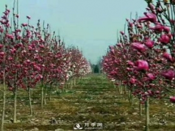 紅玉蘭樹(shù)的經(jīng)濟(jì)價(jià)值表現(xiàn)在哪些地方，你了解過(guò)嗎？