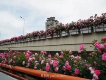 上海城市高架變“花路”，這些月季進(jìn)入盛花期啦！