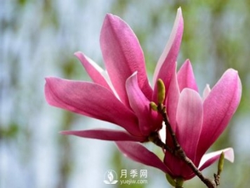 紅玉蘭是一種怎樣的花卉植物？