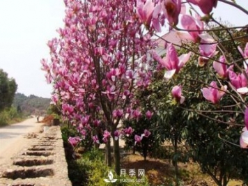 怎樣防治治療紅玉蘭大班病害？