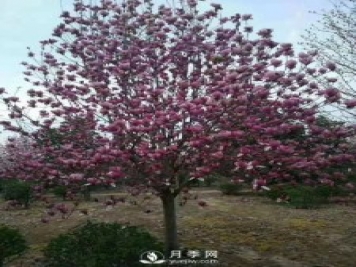 養(yǎng)護(hù)種植紅玉蘭有什么技巧呢？