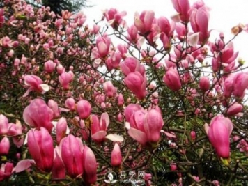 紅玉蘭深受人們喜愛，那么它的主要繁殖方法是什么？