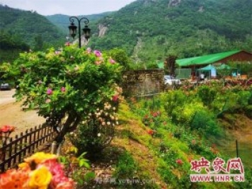 信陽羅山：月季飄香 美麗鄉(xiāng)村綻放美麗經(jīng)濟