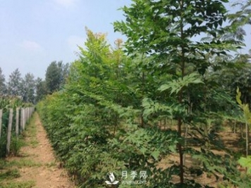 大葉女貞又叫做高桿女貞，苗木基地是如何養(yǎng)護(hù)的？