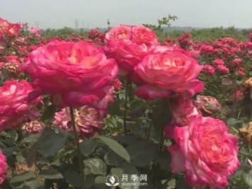 洛陽(yáng)孟津縣：以月季花為媒鋪就扶貧路
