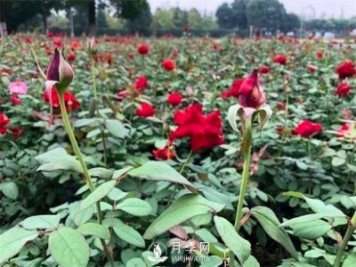 月季花可以扦插么？月季花的扦插步驟和養(yǎng)護！