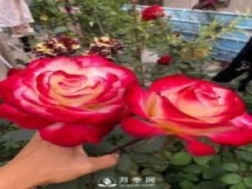 紅雙喜月季，盆栽花卉新寵，香飄滿室，四季有花看