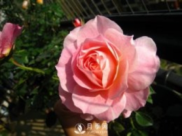 海神王陽臺月季，專為盆栽觀賞而生，四季有花開