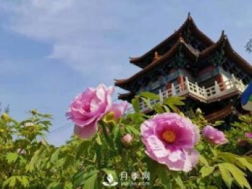 能否把牡丹確定為國(guó)花？全國(guó)人大代表連續(xù)4年提建議