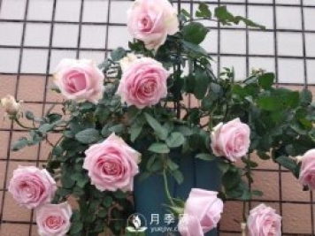 養(yǎng)月季，注意施肥姿勢不對，月季不開花，力氣還白費！