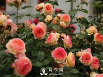 月季十死九個澇，月季澆水的詳細教程！