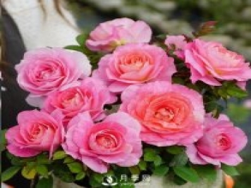 封閉陽(yáng)臺(tái)養(yǎng)好月季花？室內(nèi)陽(yáng)臺(tái)養(yǎng)月季的4大注意事項(xiàng)
