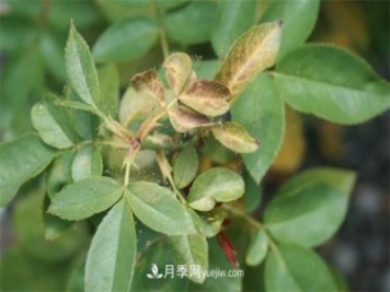 不用藥就能搞定月季紅蜘蛛，簡單方法治葉螨