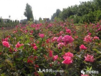 方城縣券橋鎮(zhèn)：發(fā)展月季苗木產(chǎn)業(yè)，助力致富鄉(xiāng)村振興